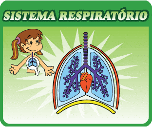 sistema respiratorio 19 - O Sistema Respiratório