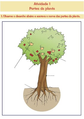 ATIV 01A - Ciências - Atividades sobre as plantas