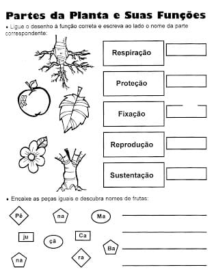 partes252520e252520fun2525C32525A72525C32525B5es252520das252520plantas - Ciências - Atividades sobre as plantas