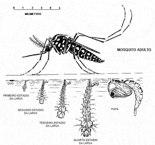 CICLO2BDE2BVIDA2Bmosquito - Projeto sobre a Dengue - Atividades