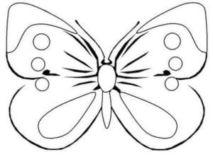 4 2 300x225 - As fases da Borboleta: História Infantil + Desenhos para colorir sobre borboletas