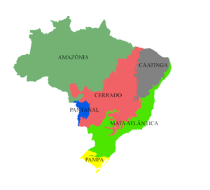 images 2 300x272 - Texto sobre os biomas brasileiros