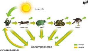 Atividades de Ciências: Decompositores